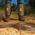 What is the deadliest snake in Southern Africa?