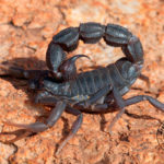 Dangerous Scorpions of southern Africa