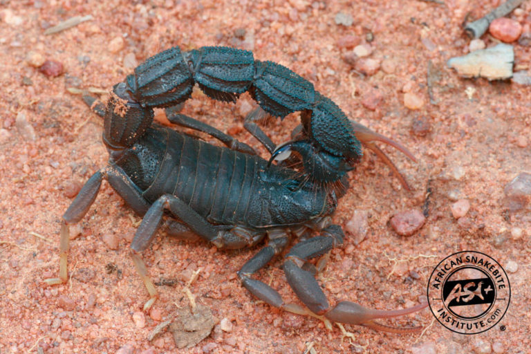 Transvaal Thicktail Scorpion African Snakebite Institute