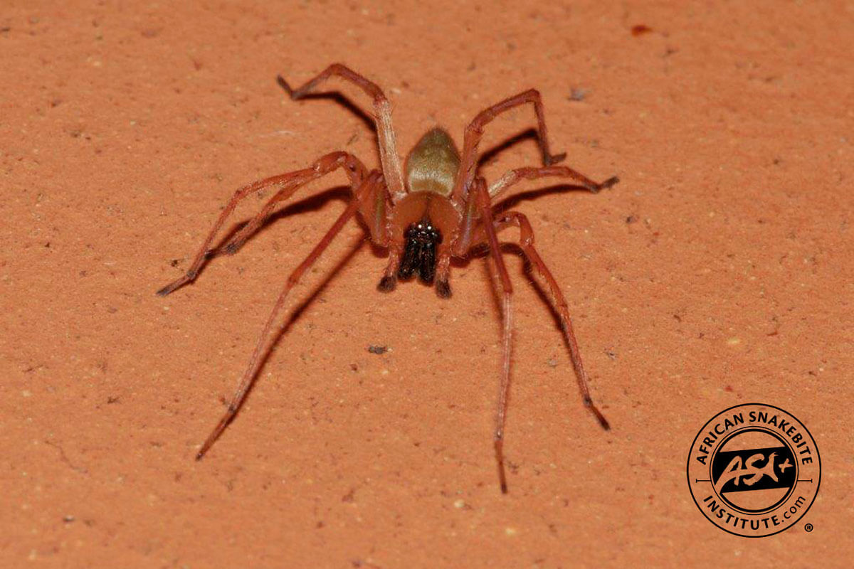 Spiders African Snakebite Institute