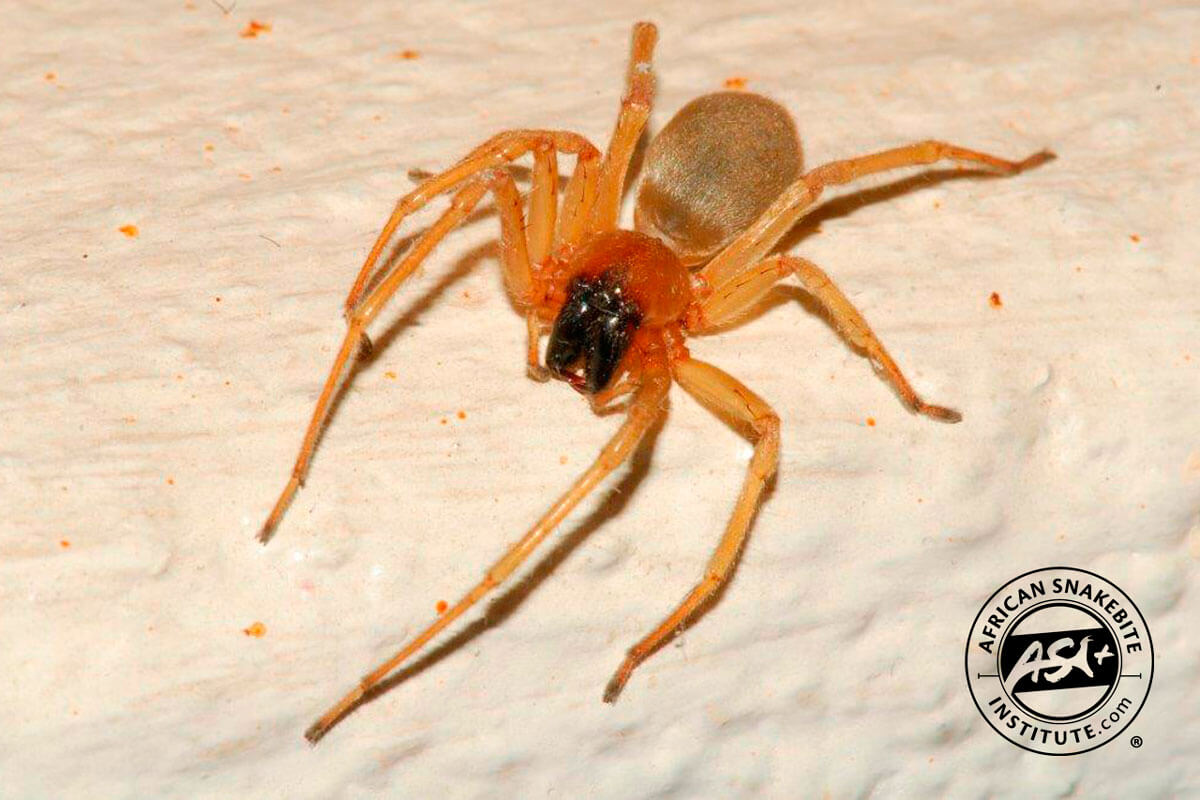 Spiders - African Snakebite Institute