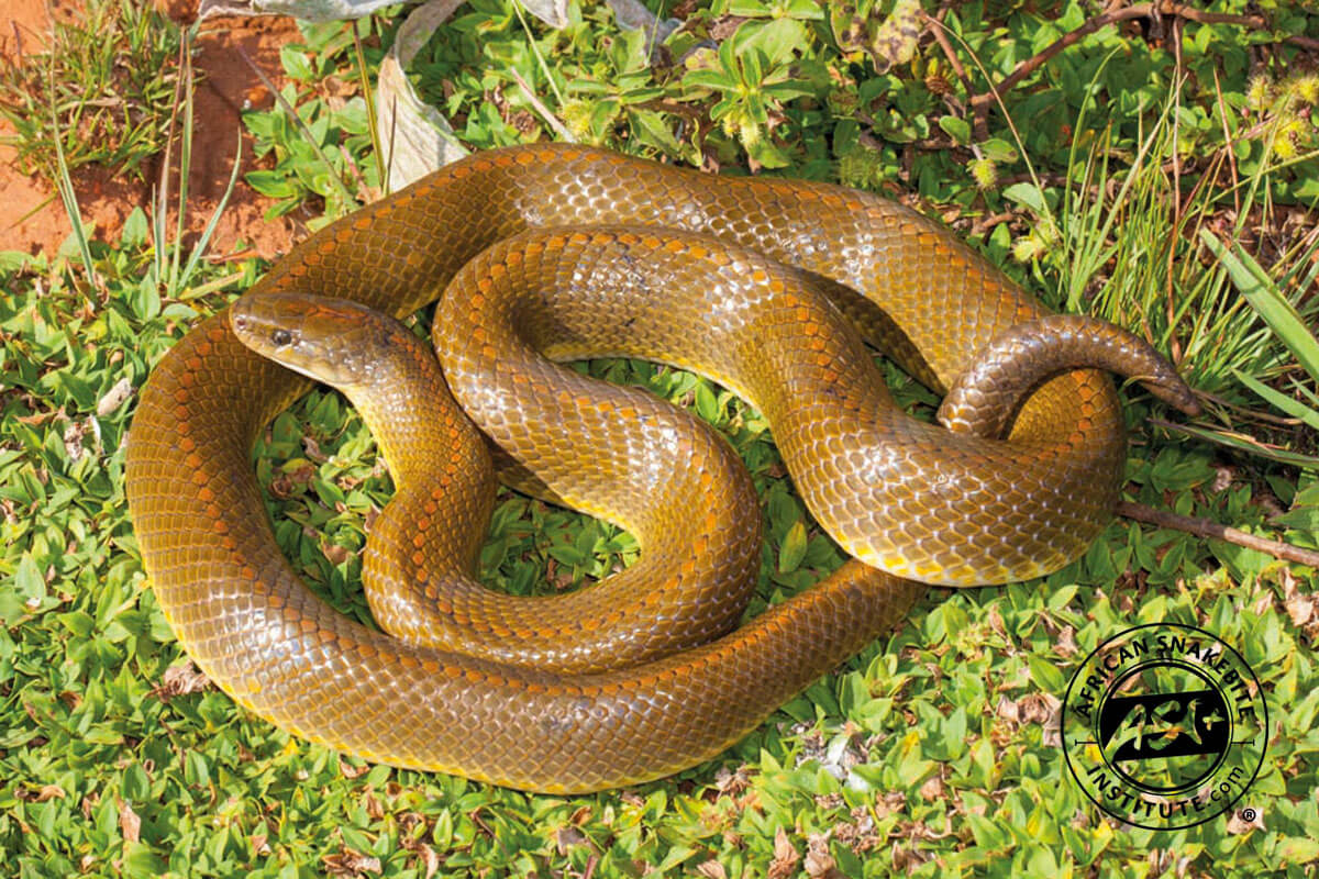 Aurora House Snake - African Snakebite Institute