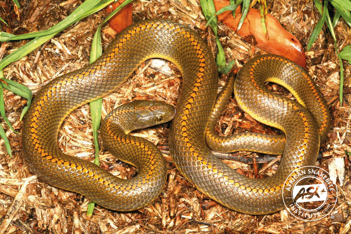 Aurora house snake - Wikipedia