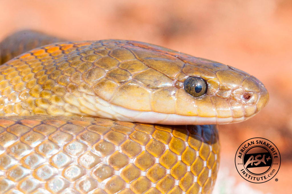 Aurora House Snake - African Snakebite Institute