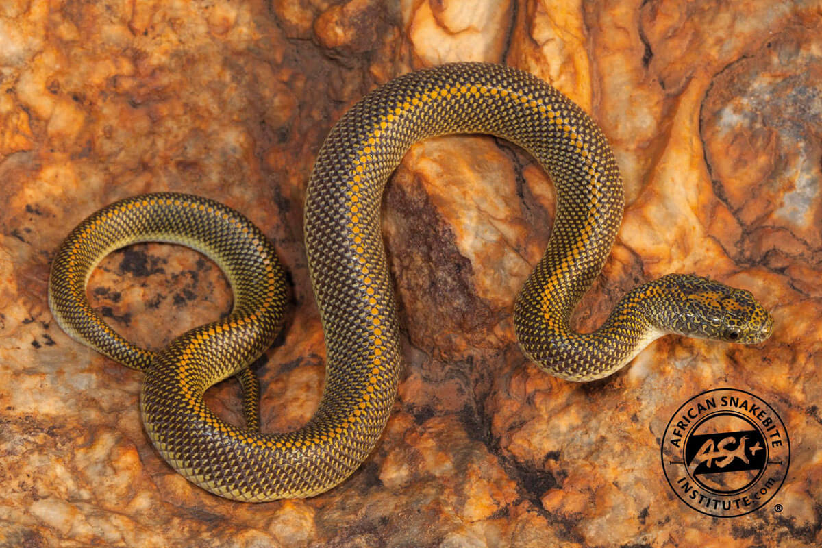 Aurora House Snake - African Snakebite Institute