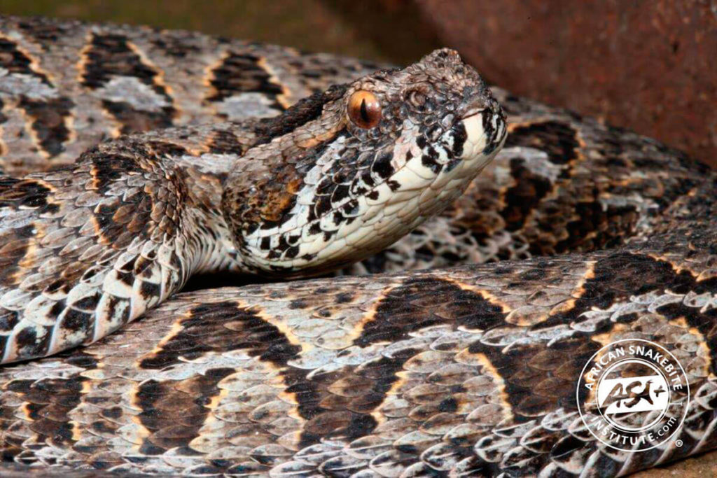 Berg Adder African Snakebite Institute