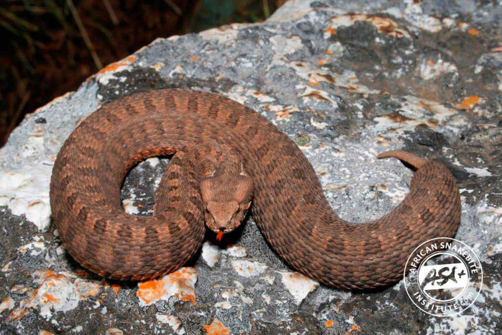 Berg Adder African Snakebite Institute