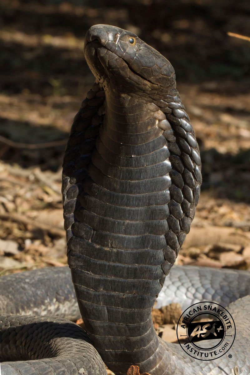 Black-necked cobra, snake