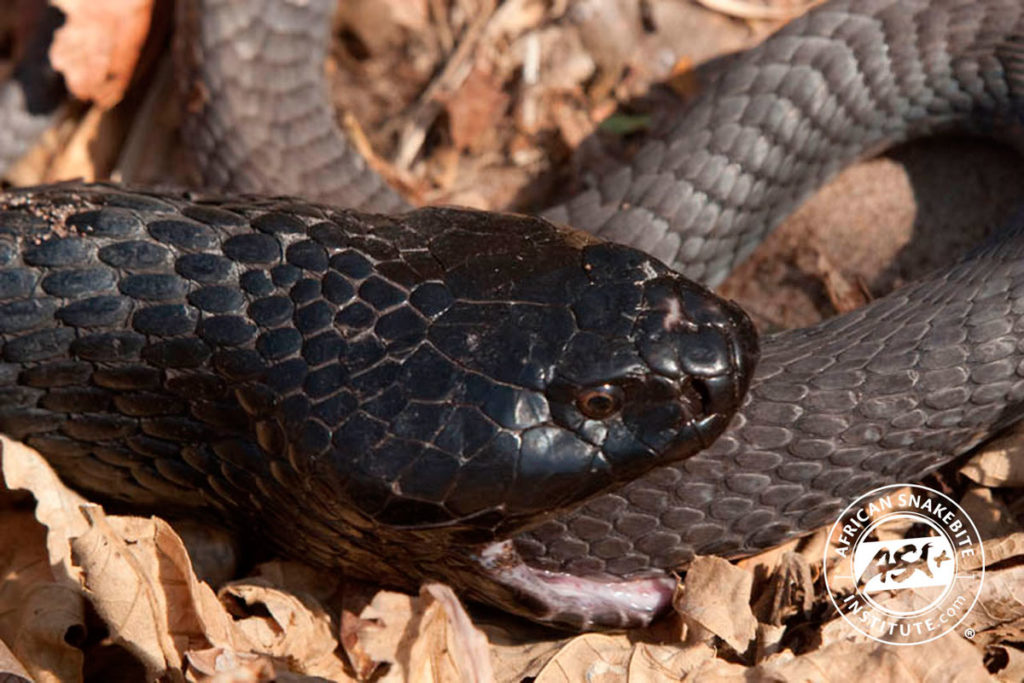Black-necked Spitting Cobra - African Snakebite Institute