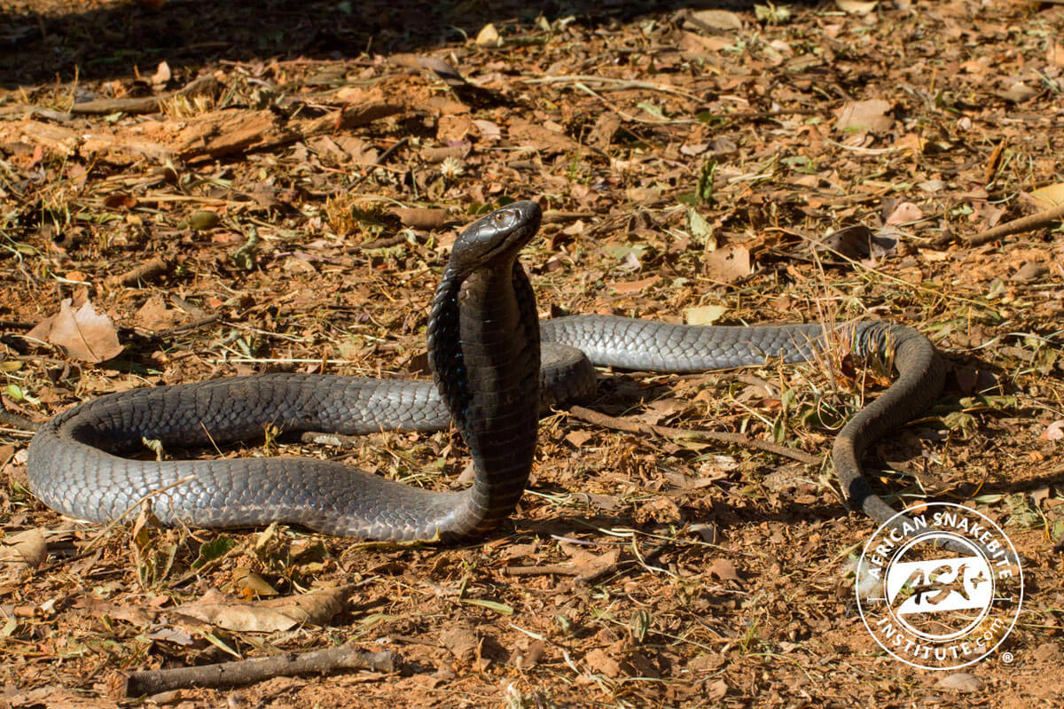 Black cobra droge