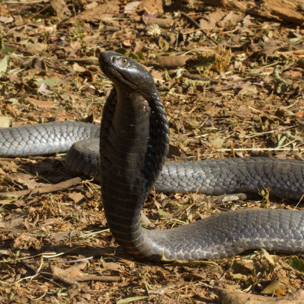 Black-necked cobra, snake