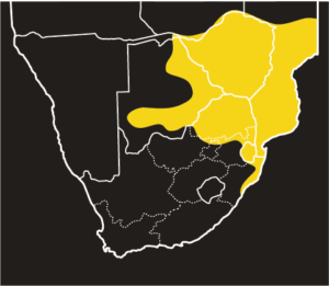 ASI Black File Snake Distribution Map