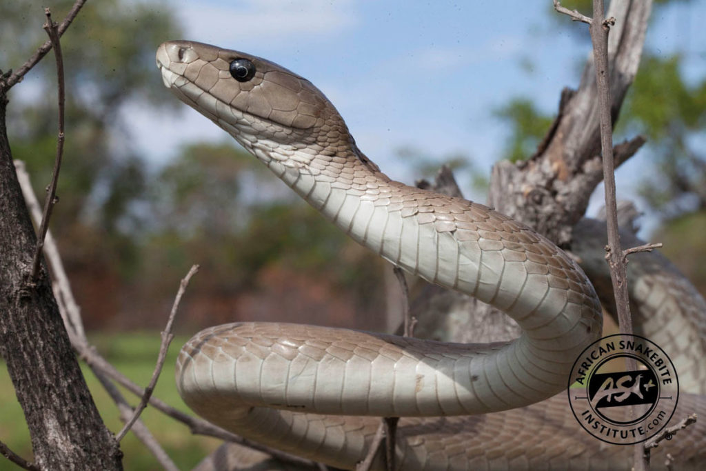 Black Mamba African Snakebite Institute