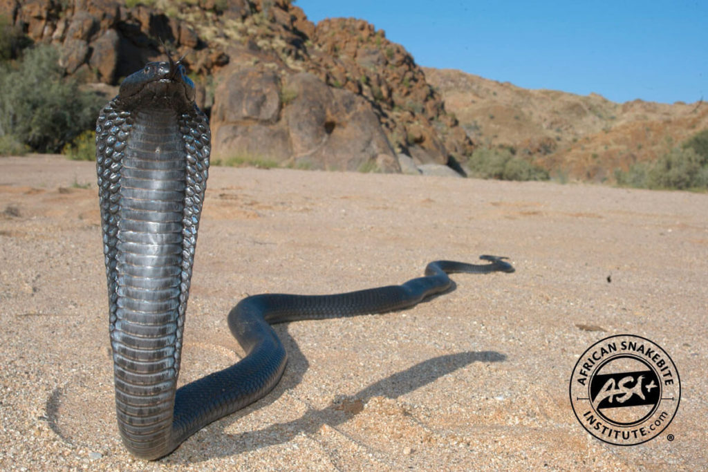Black Spitting Cobra - African Snakebite Institute