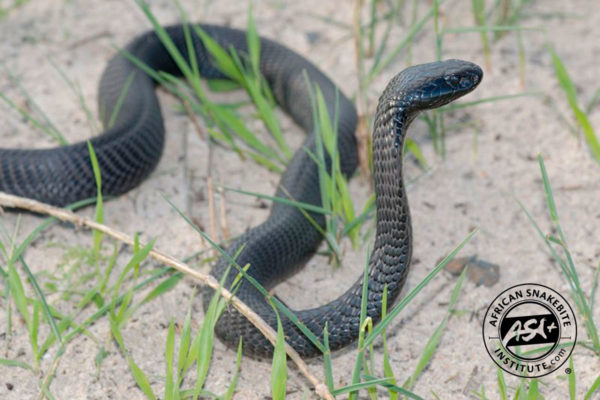 Black Spitting Cobra - African Snakebite Institute