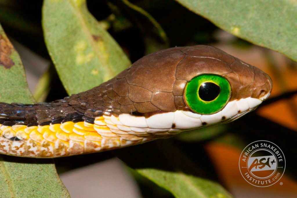 Boomslang African Snakebite Institute