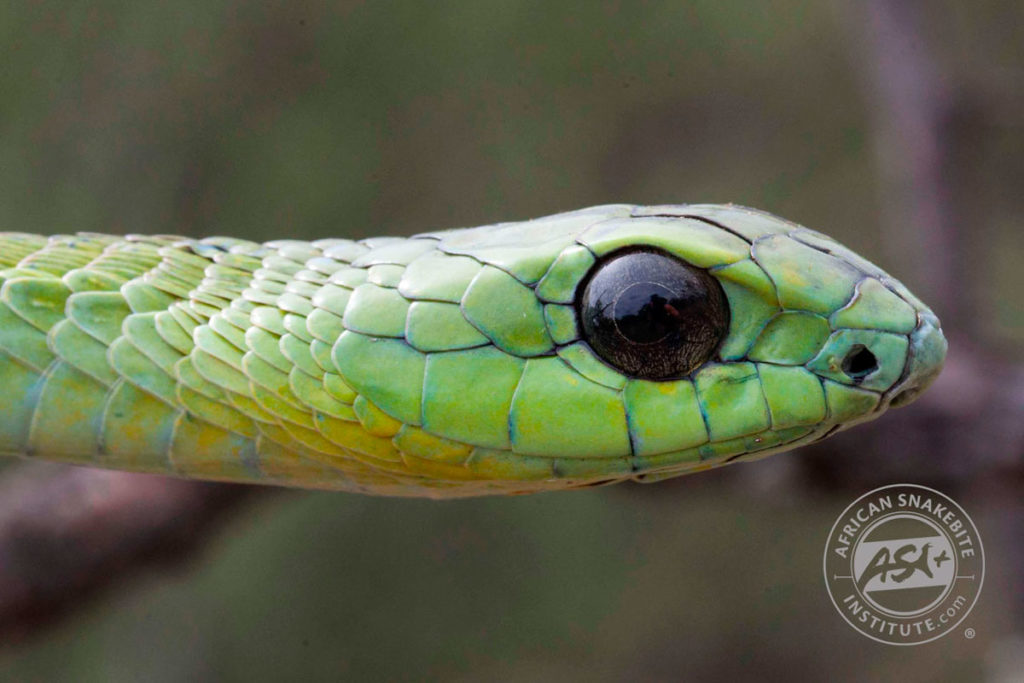 Boomslang African Snakebite Institute