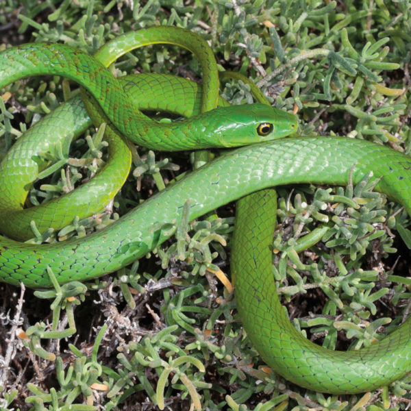 Eastern Natal Green Snake African Snakebite Institute