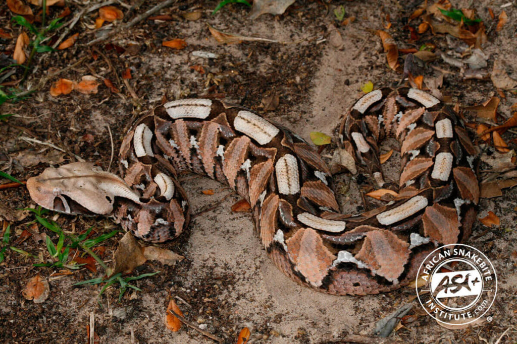Gaboon Adder African Snakebite Institute