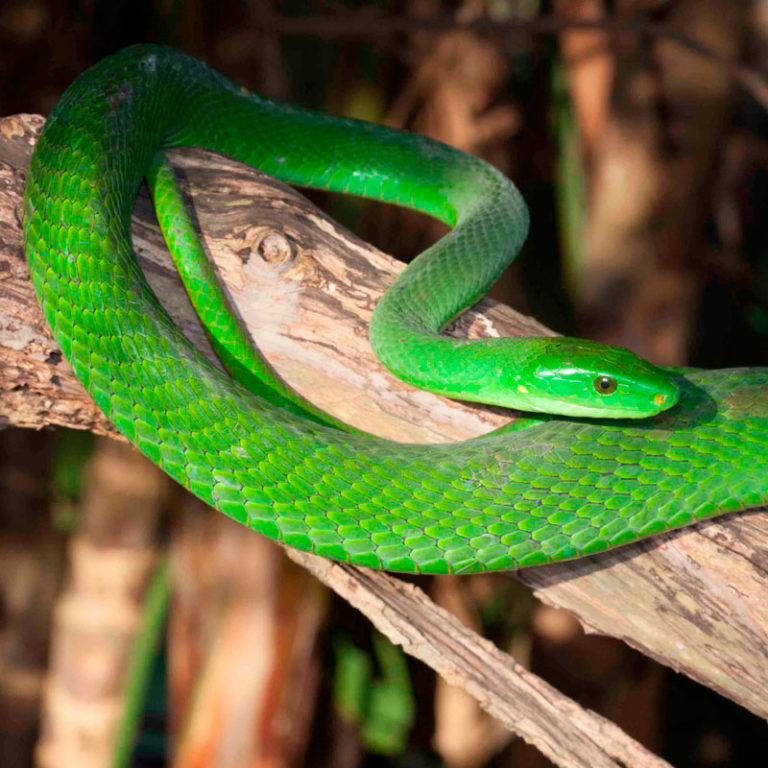 Green Mamba African Snakebite Institute