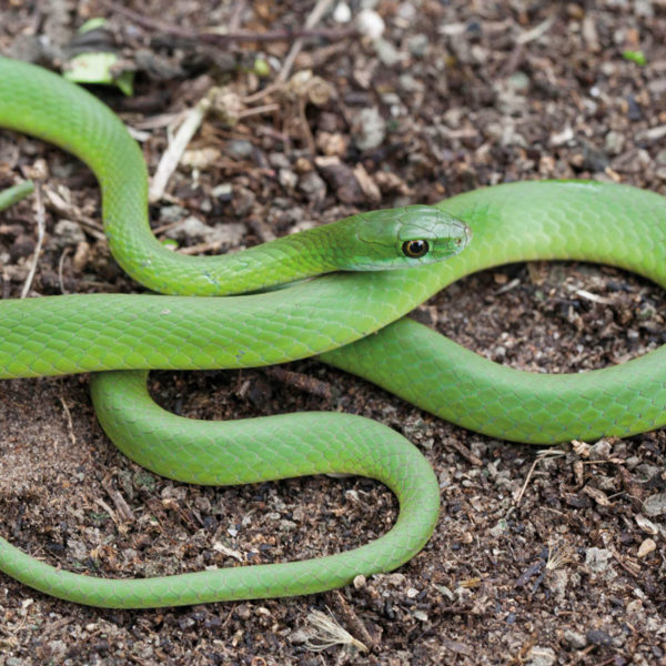 Black and Green Mamba Snake - Hluhluwe Game Reserve