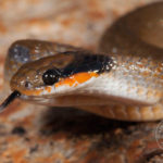 ASI Newsletter – Common harmless garden snakes