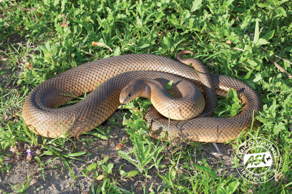 Mole Snake African Snakebite Institute