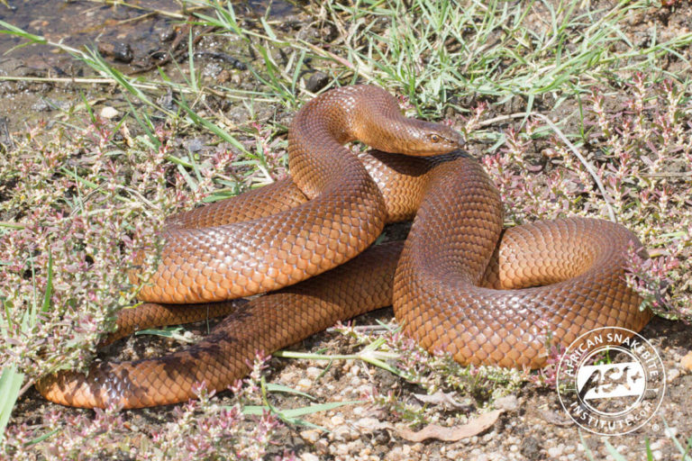 Mole Snake African Snakebite Institute
