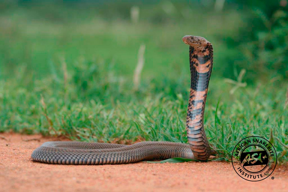 Mozambique Spitting Cobra - African Snakebite Institute