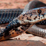 ASI Newsletter – Snakebite Season