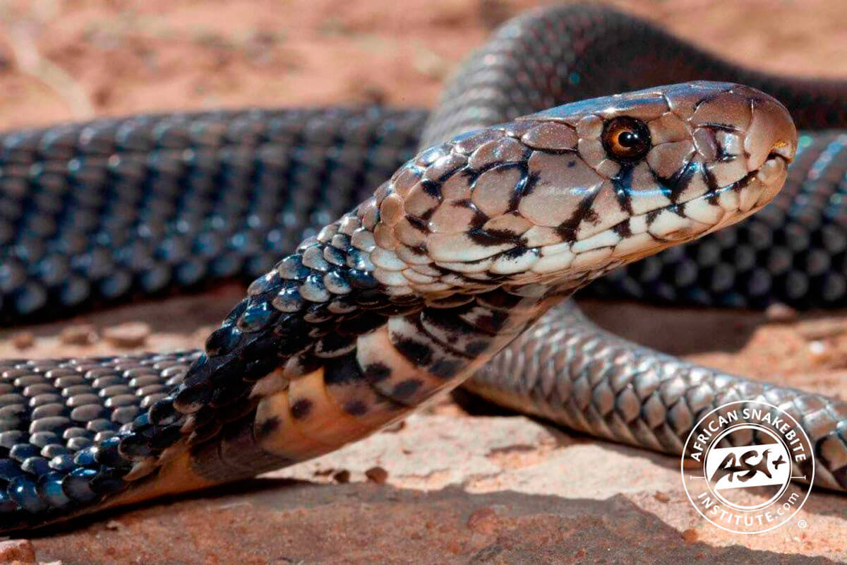 Змея 5 индийский. Африканские змеи. Африканская Кобра. African Venomous Snakes. Spitting Snake.