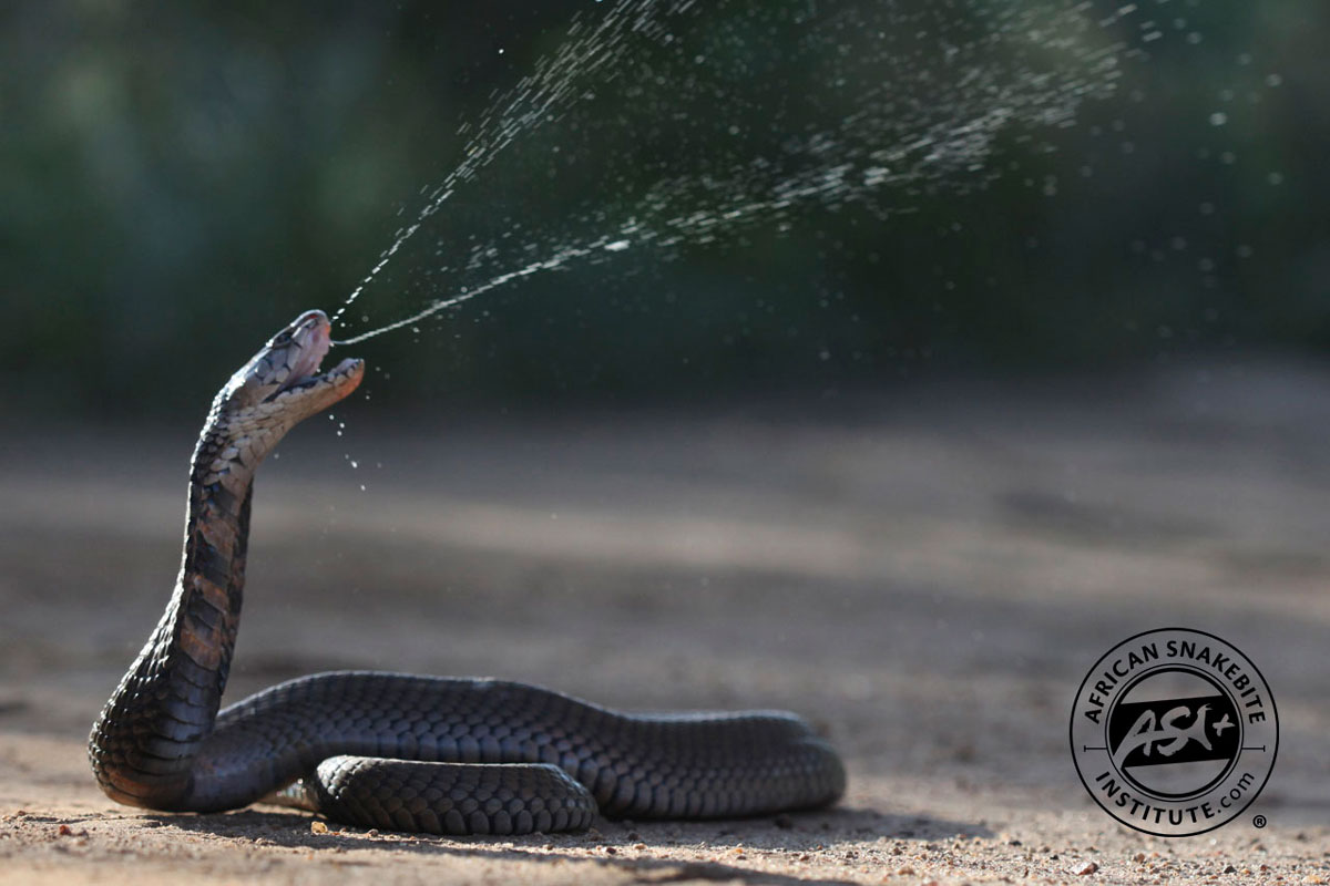 Mozambique Spitting Cobra African Snakebite Institute