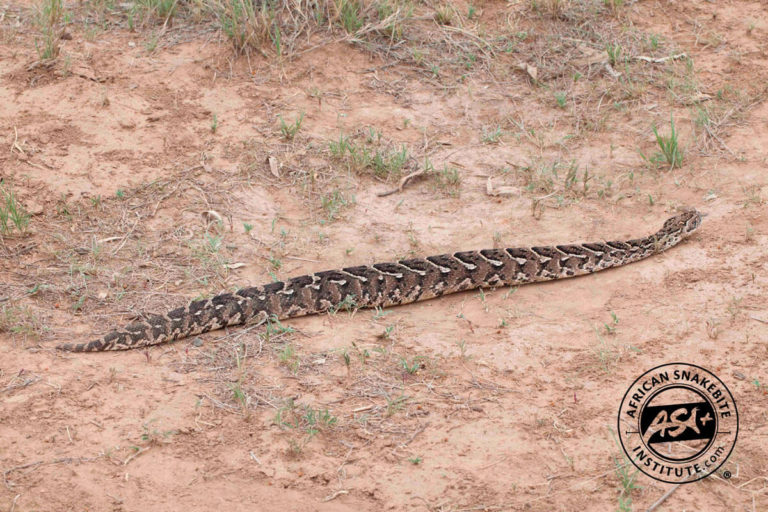 Puff Adder African Snakebite Institute