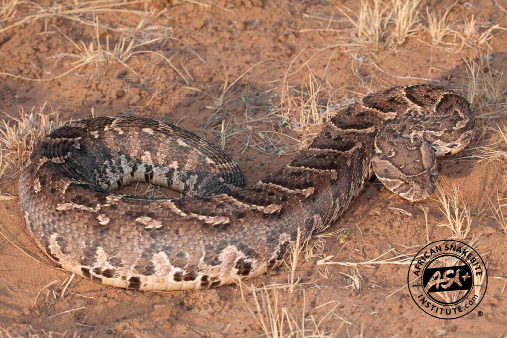 Puff Adder African Snakebite Institute