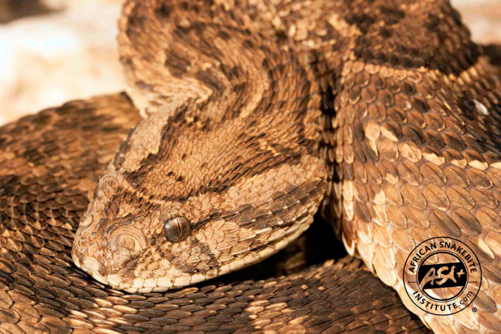 Puff Adder African Snakebite Institute