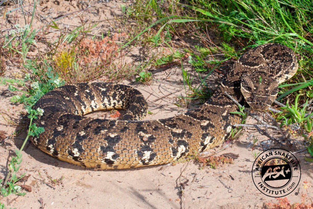 Puff Adder African Snakebite Institute