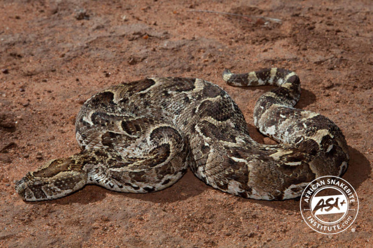 Puff Adder African Snakebite Institute