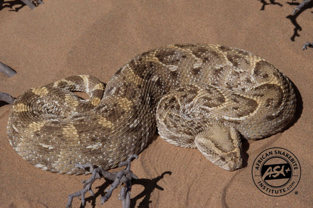 Puff Adder African Snakebite Institute