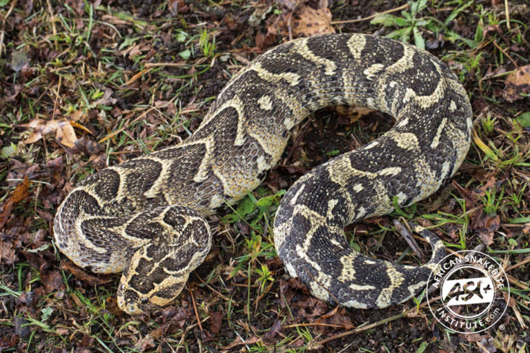Puff Adder African Snakebite Institute