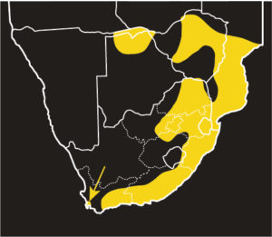ASI Rhombic Night Adder Distribution Map
