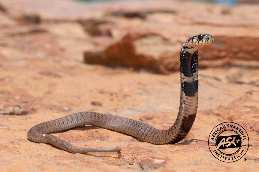 Rinkhals African Snakebite Institute