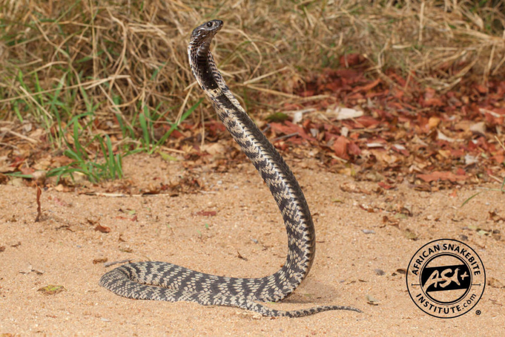 Rinkhals African Snakebite Institute