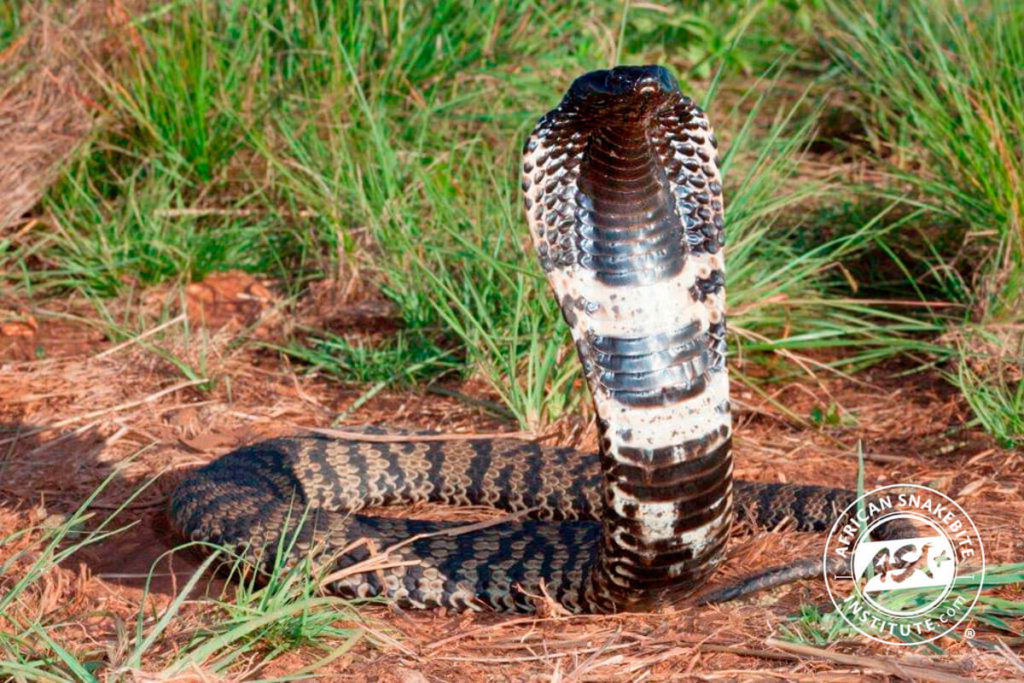 Rinkhals African Snakebite Institute