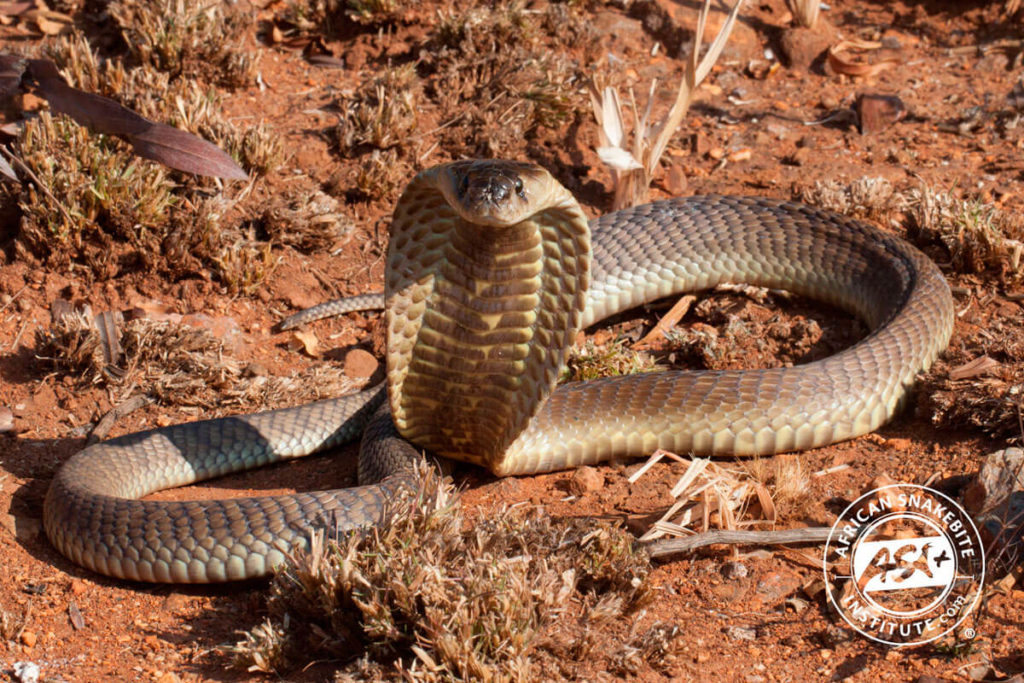 Snouted Cobra African Snakebite Institute