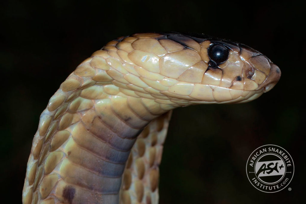Snouted Cobra African Snakebite Institute