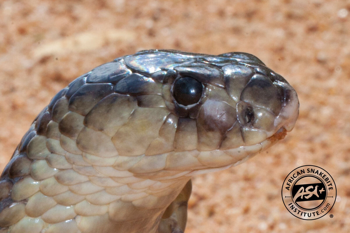 Naja annulifera / Snouted cobra in Zoo Antwerpen