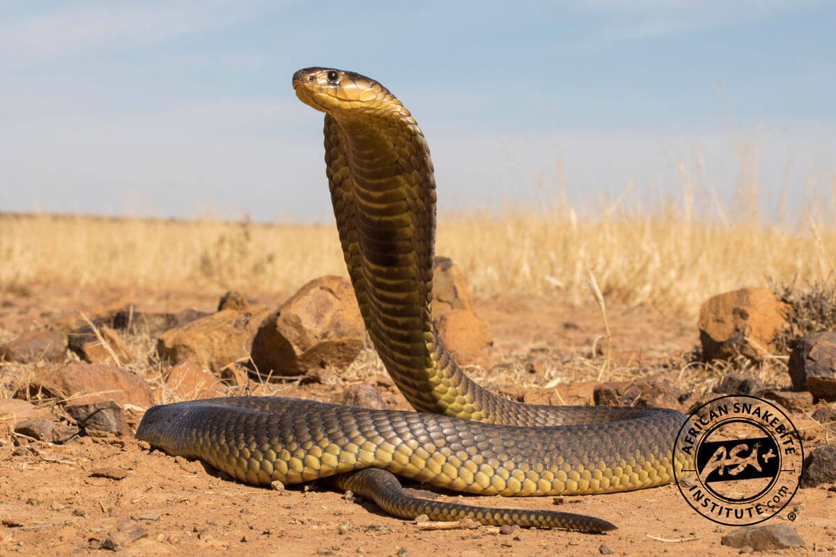 Naja annulifera / Snouted cobra in Zoo Antwerpen