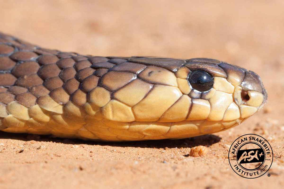 Naja annulifera / Snouted cobra in Zoo Antwerpen