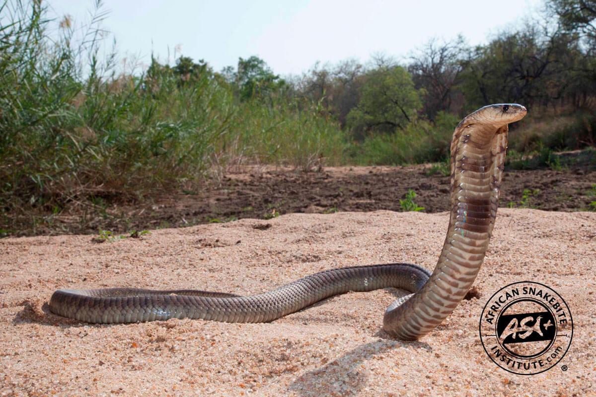 Naja annulifera / Snouted cobra in Zoo Antwerpen