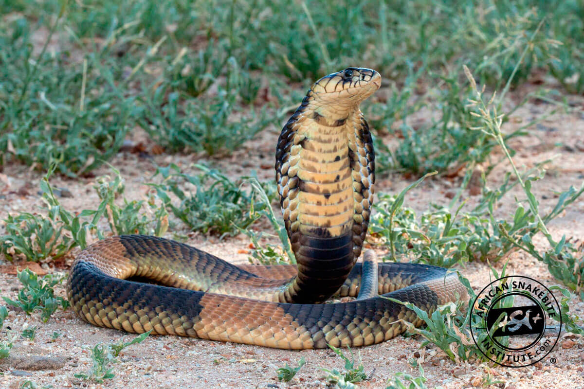 Naja annulifera / Snouted cobra in Zoo Antwerpen